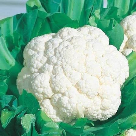 Temperate Cauliflower Seeds – White Head Garden Vegetable Variety