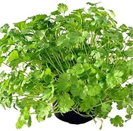 Coriander herb microgreen seeds for growing fresh aromatic green microgreens
