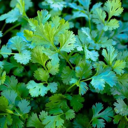Coriander herb microgreen seeds for growing fresh aromatic green microgreens