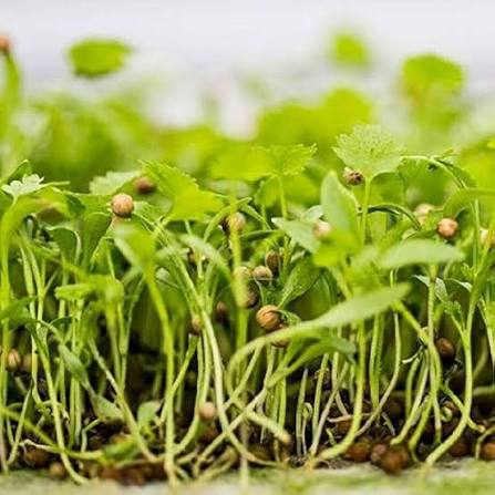 Coriander herb microgreen seeds for growing fresh aromatic green microgreens