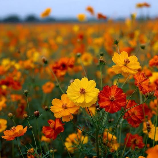 Cosmos Brightlight Mix flower seeds for planting in USA gardens