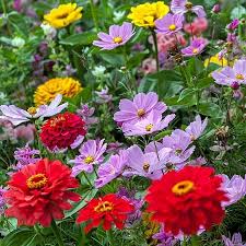 Cosmos Bipinnatus Dwarf Sensations Mixed flower seeds for planting