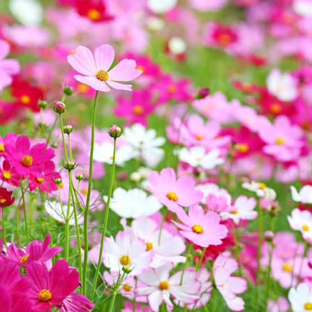 Cosmos bipinnatus Sensations Mix flower seeds for planting