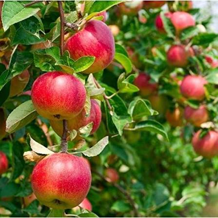 Crab Apple Seeds Pyrus Malus fruit tree variety for home garden planting