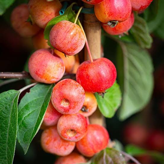 Crab Apple Seeds Pyrus Malus fruit tree variety for home garden planting
