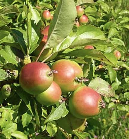Crab Apple Seeds Pyrus Malus fruit tree variety for home garden planting