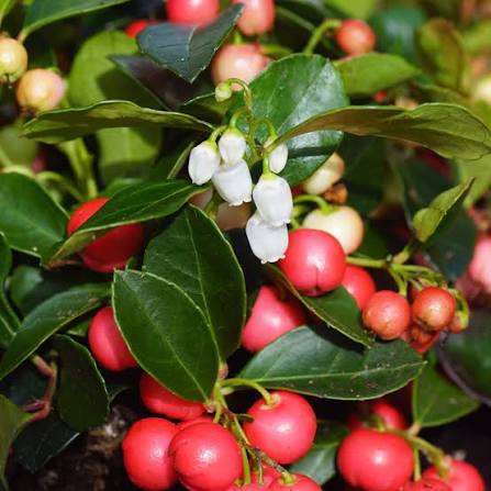 Creeping Wintergreen Seeds for growing Gaultheria procumbens evergreen teaberry shade groundcover