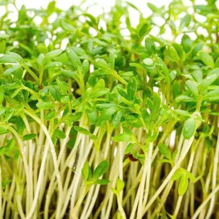 Cress Common vegetable microgreen seeds for growing fresh peppery greens