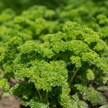 Parsley Curled Herb Microgreen Seeds with delicate curly green parsley microgreens