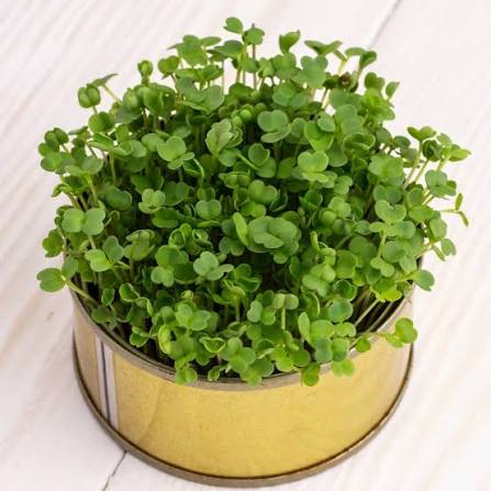 Curly Kale Herb Microgreen Seeds for planting with fresh green kale microgreens