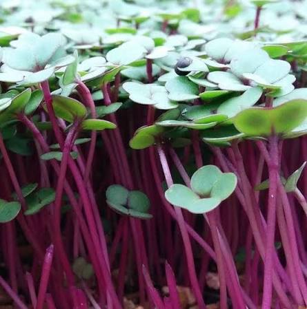Curly Kale Herb Microgreen Seeds for planting with fresh green kale microgreens