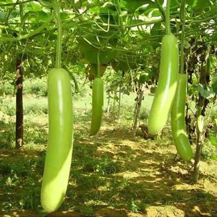 Cylindrical Bottle Gourd Seeds – Elongated Garden Vegetable Variety