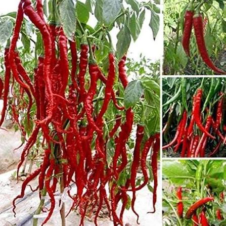 Long Dabbi Hot Pepper Seeds – Elongated Red Dry Pepper Garden Variety