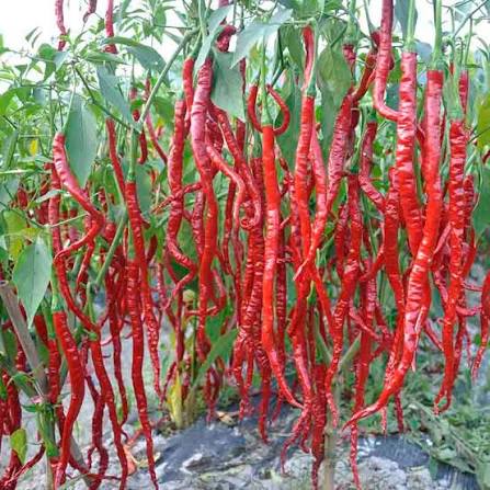 Dabbi Hot Pepper Seeds – Long Red Dry Pepper Garden Variety