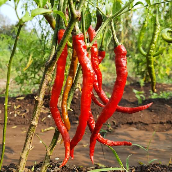 Dabbi Hot Pepper Seeds – Long Red Dry Pepper Garden Variety