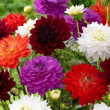 Dahlia Top Star Mix flower seeds for planting