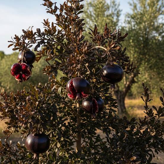 Rare Black Pomegranate Seeds for growing exotic dark-fruit pomegranate plants