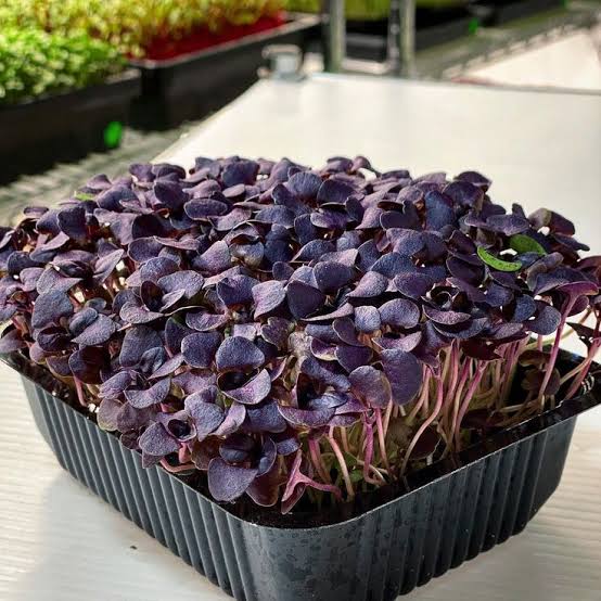 Basil Purple Dark Opal herb microgreen seeds for growing colorful basil greens