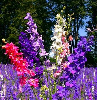 Delphinium Consolida Imperial Mixed Larkspur flower seeds for planting