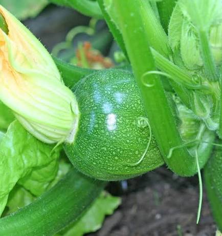 Desi Chappan Kaddu Seeds Indian summer squash variety for planting