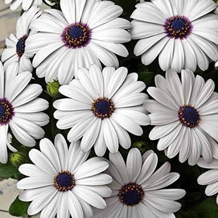  Diamorphoteca Glistening White flower seeds for planting
