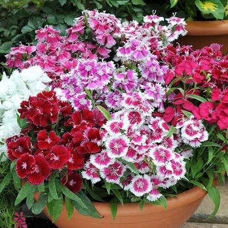 Sweet William Dianthus Annual Wee Willie Mixed Flower Seeds for Planting