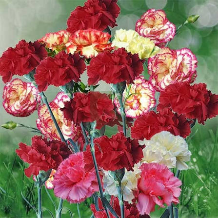 Dianthus Chabaud Mixed Flower Seeds for Planting – Colorful Fragrant Blooms