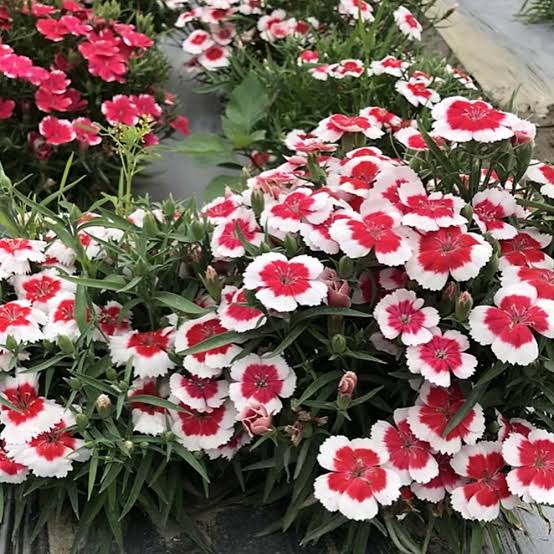Dianthus Chinensis China Doll China Pink flower seeds for planting