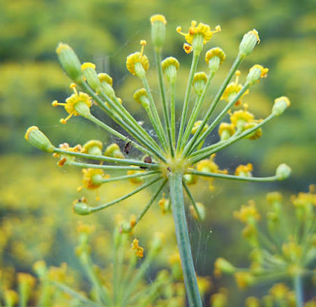 Dill Anethum Graveolens Herb Microgreen Seeds with fresh feathery green dill microgreens