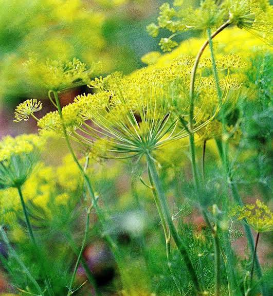 Dill Anethum Graveolens Herb Microgreen Seeds with fresh feathery green dill microgreens