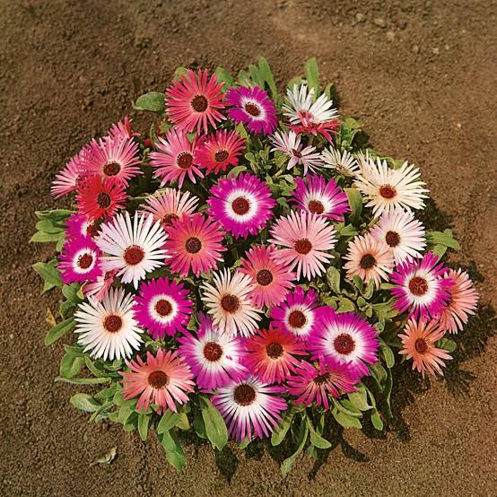 Livingstone Daisy Dorotheanthus Mixed flower seeds for planting