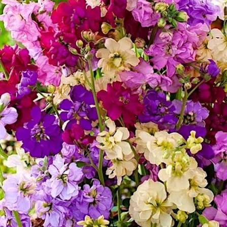 Stocks Double Dwarf Matthiola Ten Week Mixed Flower Seeds with fragrant colorful blooms