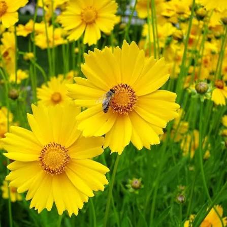 Coreopsis Lanceolata Double Sunburst Tickseed flower seeds for planting