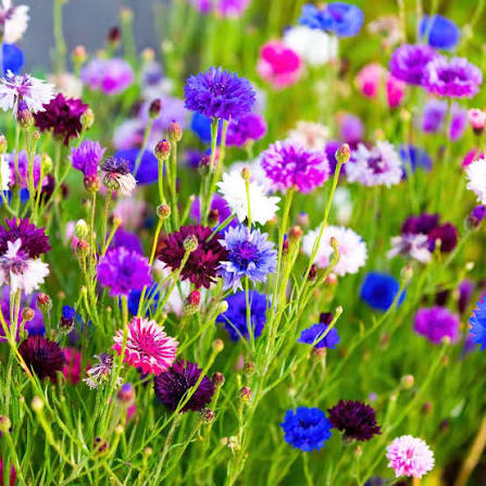 Cornflower Centaurea Dwarf Double Polka Dot Mixed Flower Seeds for Planting – Heirloom Garden Flowers