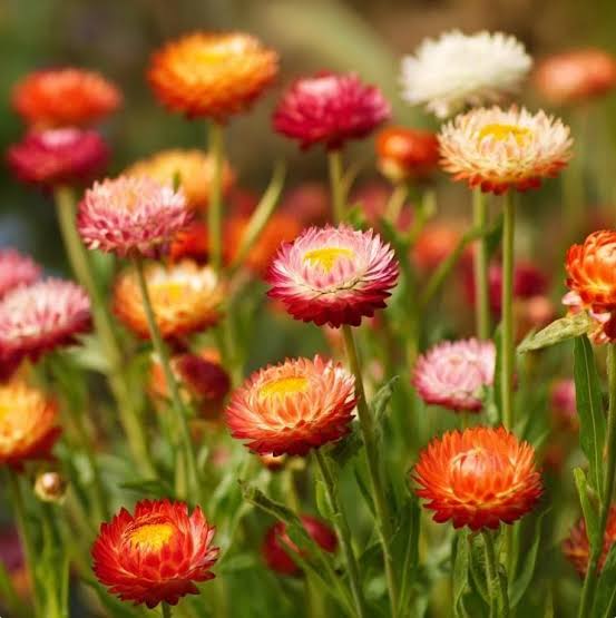 Helichrysum Bracteatum Dwarf Mixed Strawflower seeds for planting