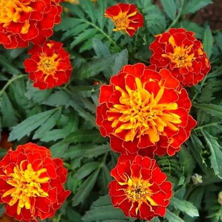 French Marigold Tagetes Patula Nana Double Orange Flower Seeds with vibrant orange blooms