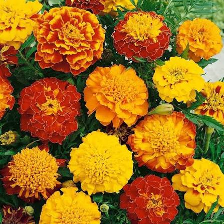 French Marigold Tagetes Patula Nana Double Orange Flower Seeds with vibrant orange blooms