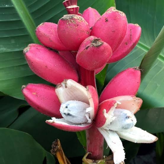 Dwarf Pink Banana Seeds for growing Musa velutina velvet pink flowering fruit plants