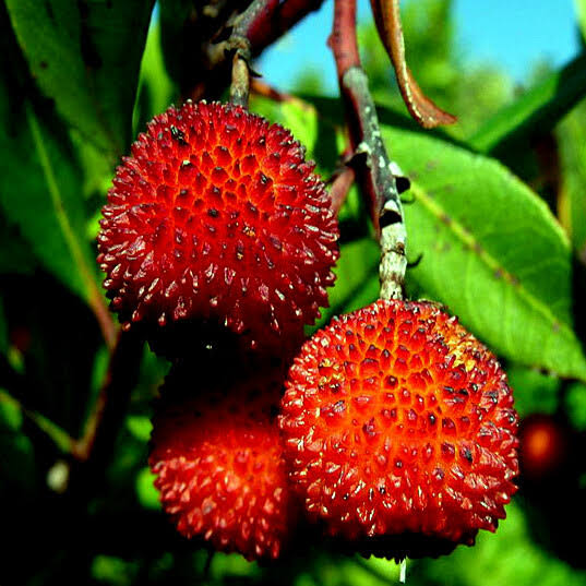 Dwarf Strawberry Tree Seeds for growing Arbutus unedo evergreen edible fruit plants