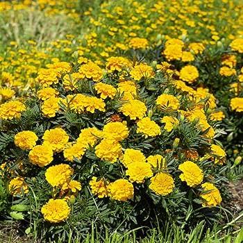 French Marigold Tagetes Patula Nana Double Yellow Flower Seeds with bright yellow double blooms