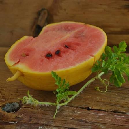 Golden Midget Watermelon Seeds for growing heirloom golden rind watermelons