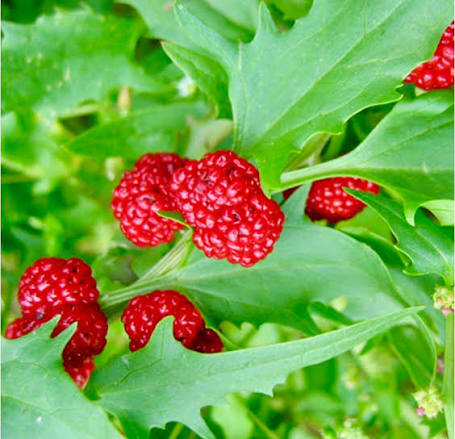 Strawberry Spinach Seeds edible leaf and red berry-like garden plant