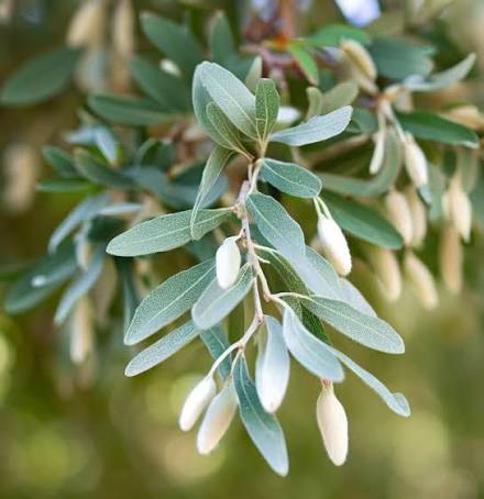 Silverberry Seeds for growing Elaeagnus commutata wolf willow wild olive fruit shrubs