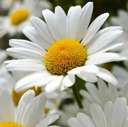 Bellis perennis Single Meadow Daisy white English Daisy flower seeds