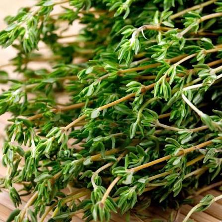 Thyme English Winter herb microgreen seeds for growing fresh aromatic green thyme leaves