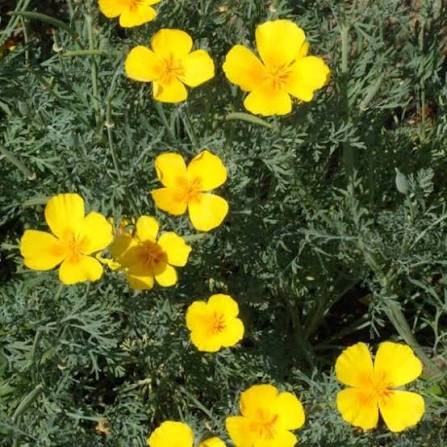 California Poppy Eschscholtzia Californica Golden West flower seeds for planting