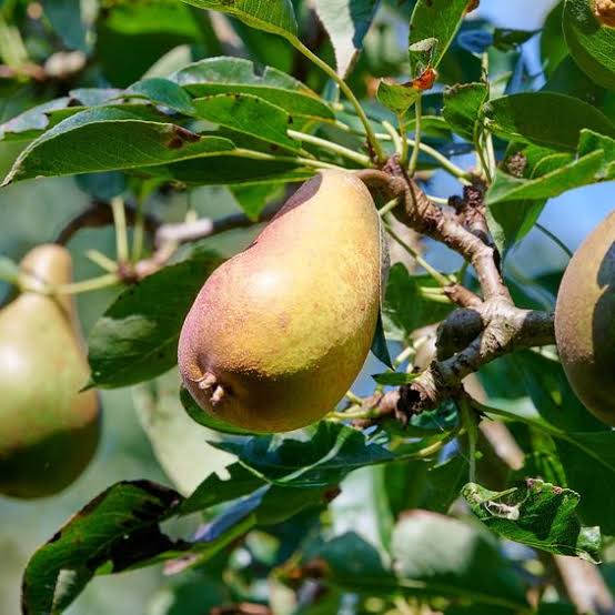 European Pear Tree Seeds for growing Pyrus communis green fruit trees with white flowers