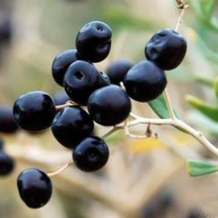 Rare Black Goji Berry Seeds for growing Lycium ruthenicum exotic wolfberry fruit plants