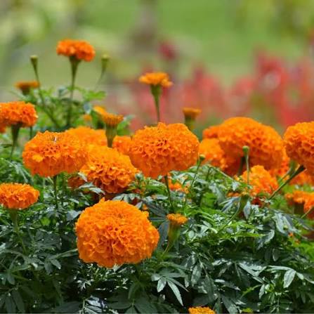 F2 Tagetes Double Dwarf Orange Marigold Flower Seeds with bright orange double blooms
