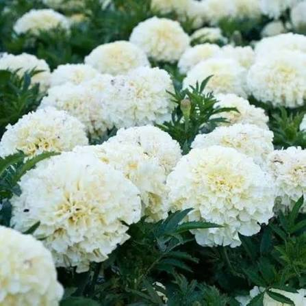 F2 Tagetes Double Dwarf White Marigold Flower Seeds with white double blooms